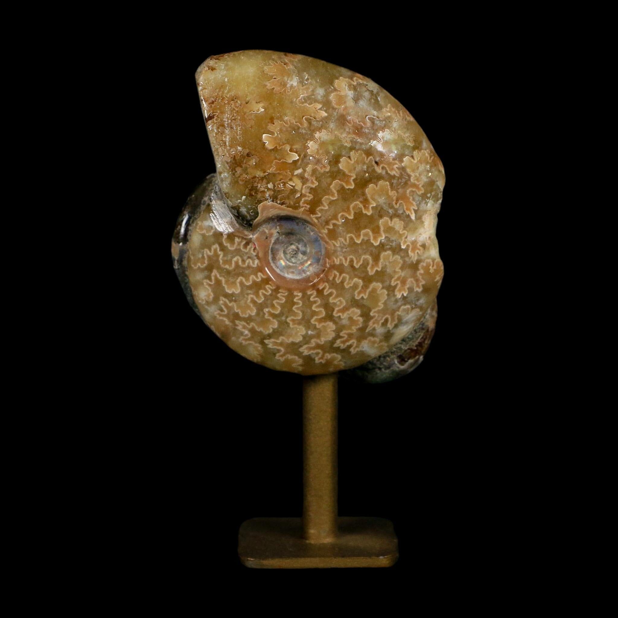 3.5" Cleoniceras Ammonite Fossil Cluster on Stand Madagascar Jurassic Age - Fossil Age Minerals