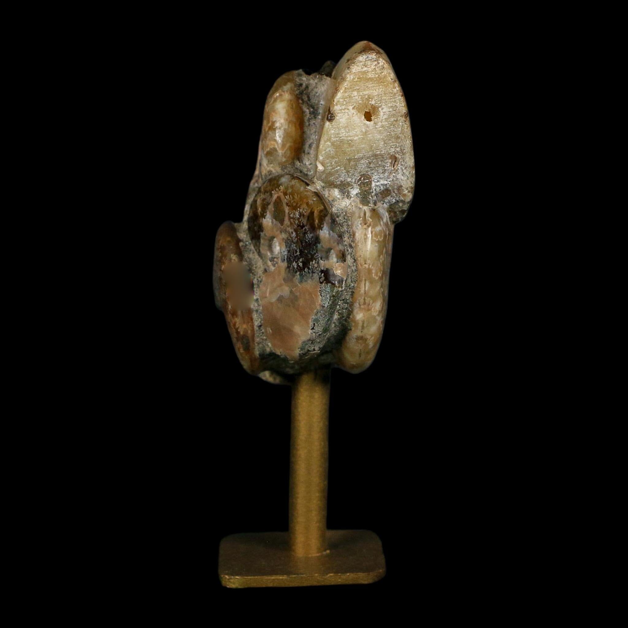 3.5" Cleoniceras Ammonite Fossil Cluster on Stand Madagascar Jurassic Age - Fossil Age Minerals