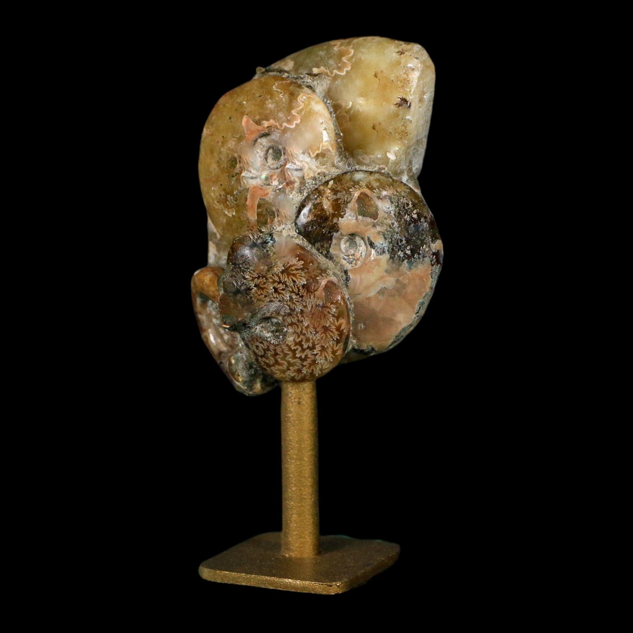 3.5" Cleoniceras Ammonite Fossil Cluster on Stand Madagascar Jurassic Age - Fossil Age Minerals