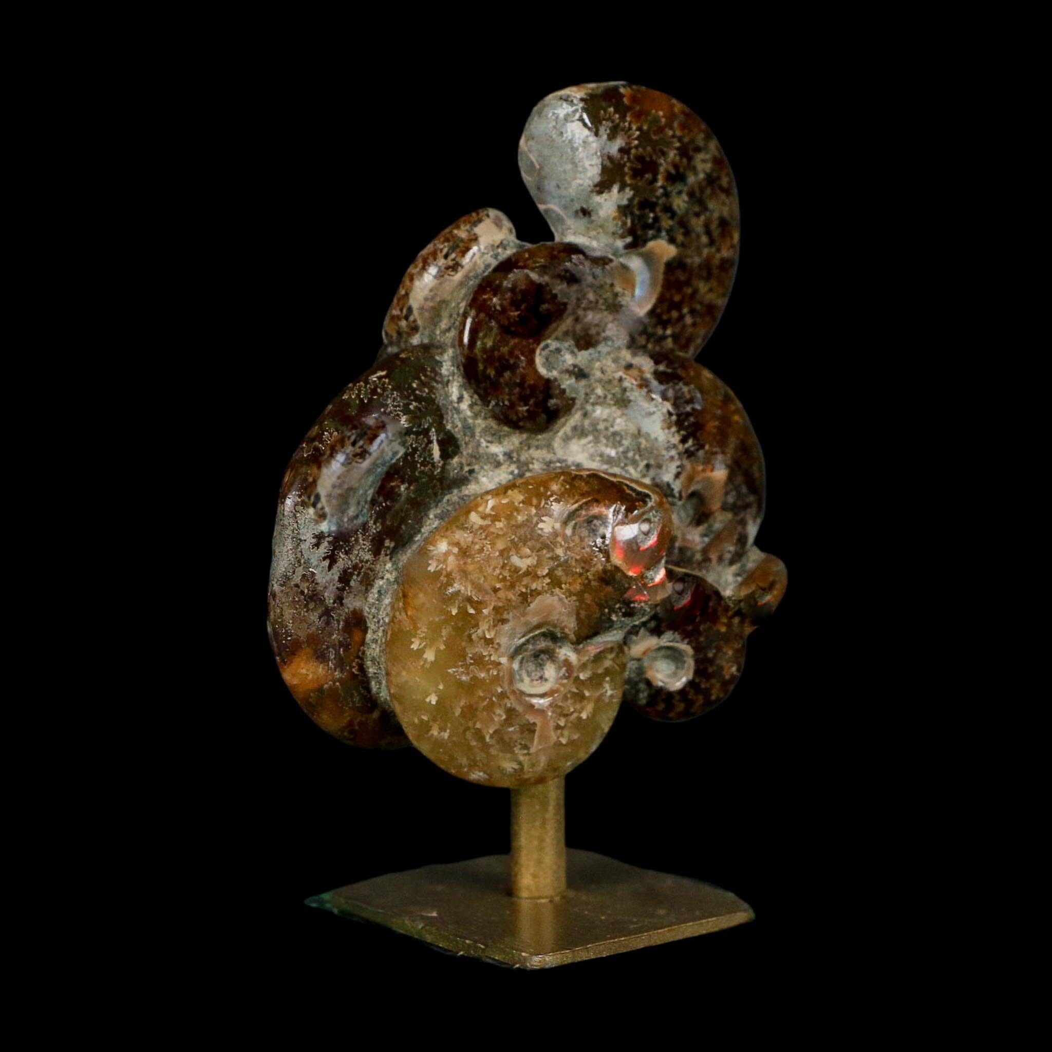 3.8" Cleoniceras Ammonite Fossil Cluster on Stand Madagascar Jurassic Age - Fossil Age Minerals