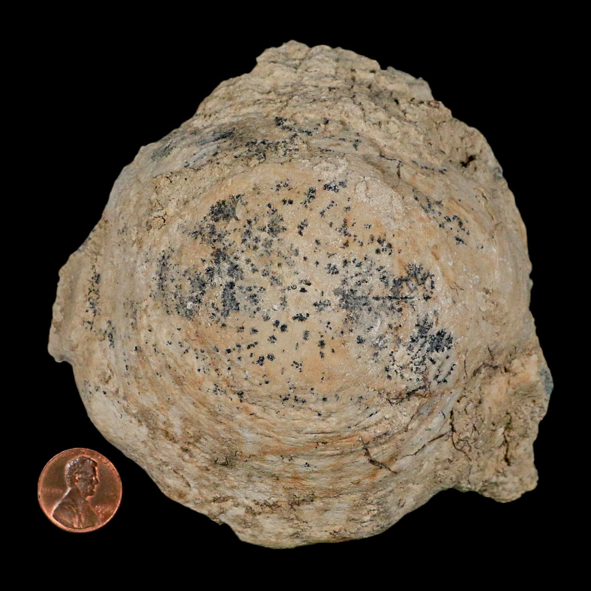 4.5" Brontothere Fossil Vertebrae Bone Eocene Age Badlands S Dakota Titanothere COA - Fossil Age Minerals
