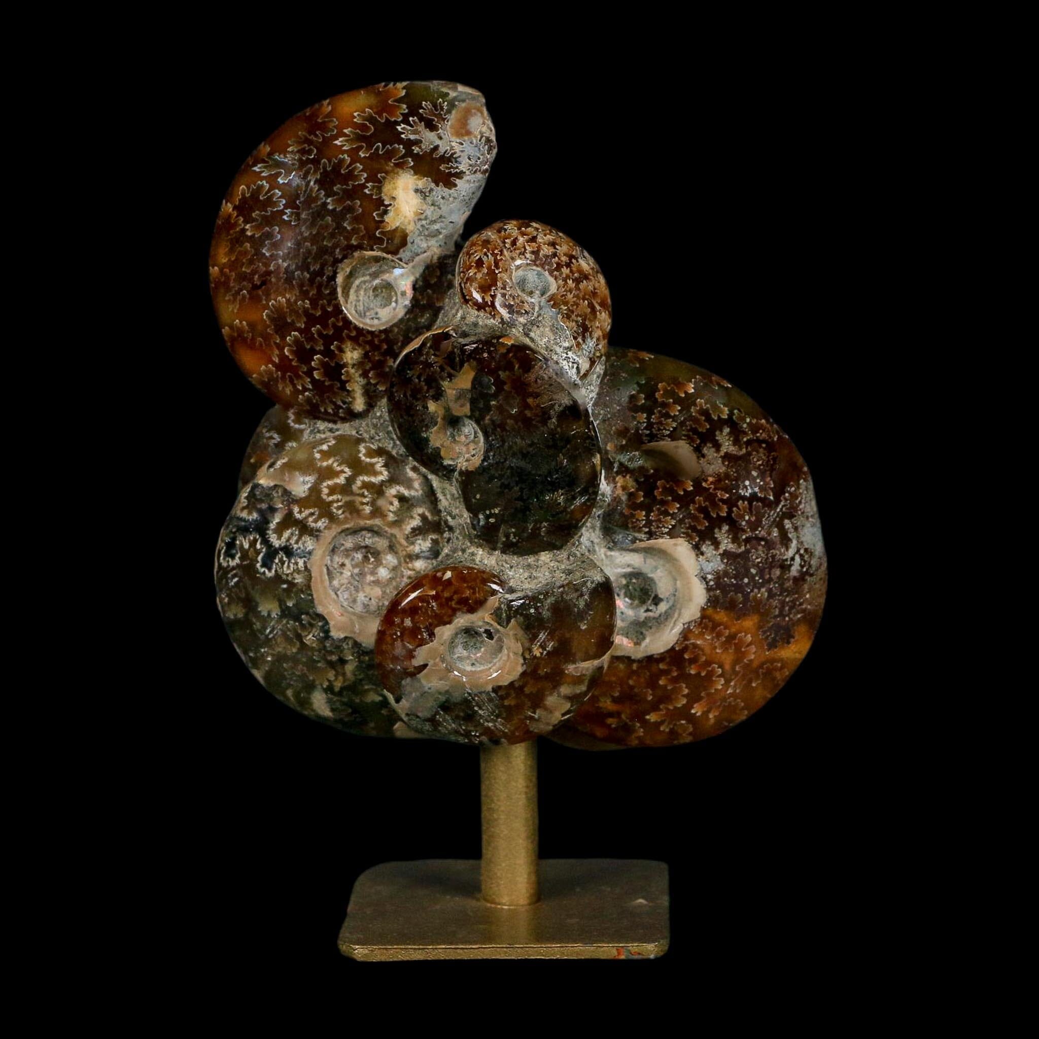 3.8" Cleoniceras Ammonite Fossil Cluster on Stand Madagascar Jurassic Age - Fossil Age Minerals