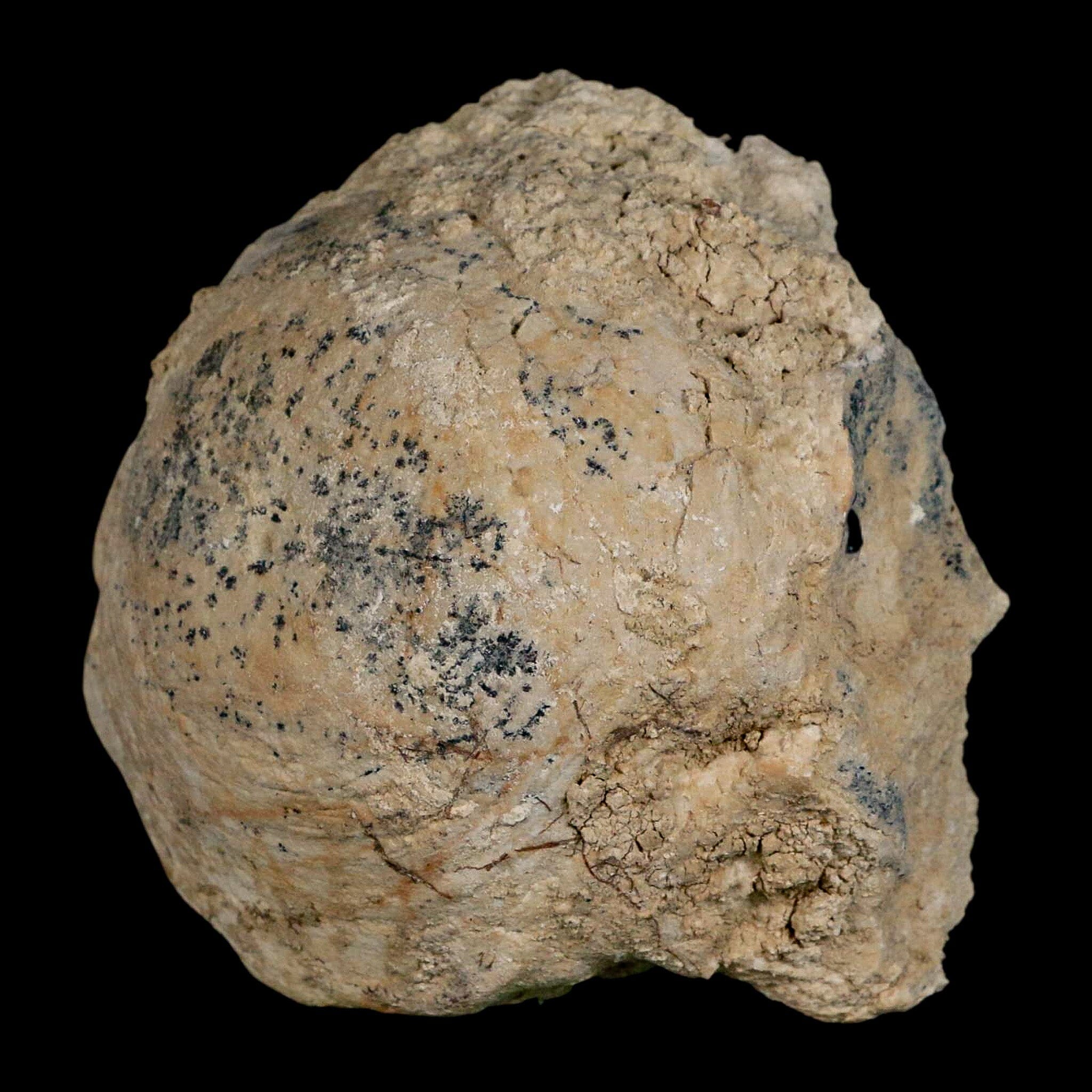 4.5" Brontothere Fossil Vertebrae Bone Eocene Age Badlands S Dakota Titanothere COA - Fossil Age Minerals