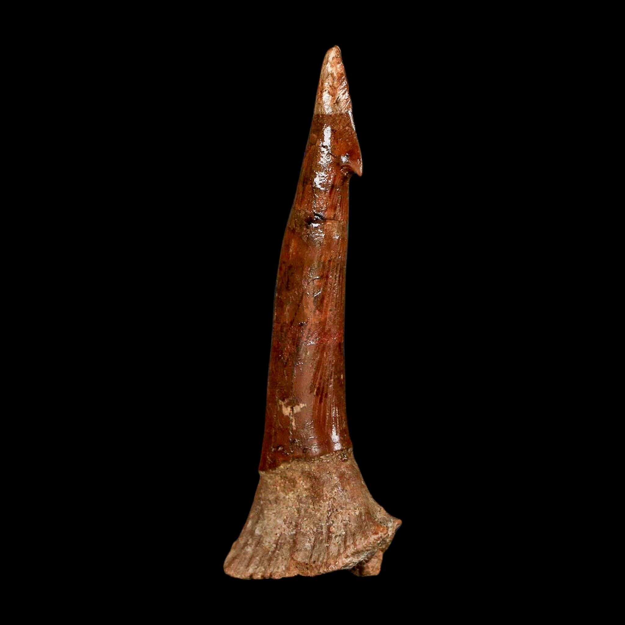 XL 2.5" Sawfish Fossil Tooth Barb Onchopristis Numidus Cretaceous Dinosaur Era COA - Fossil Age Minerals