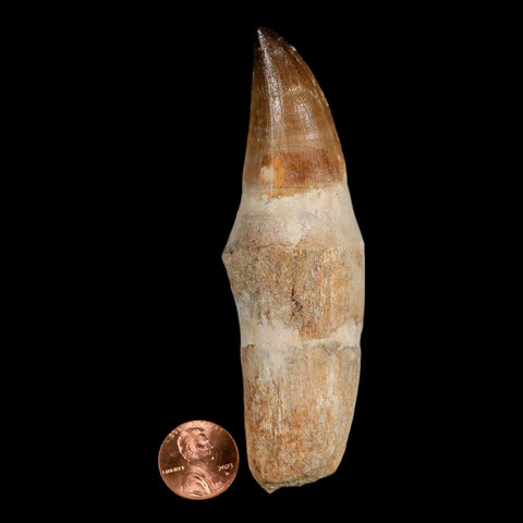 XL 4.2" Mosasaur Prognathodon Fossil Tooth Rooted Cretaceous Dinosaur Era COA - Fossil Age Minerals