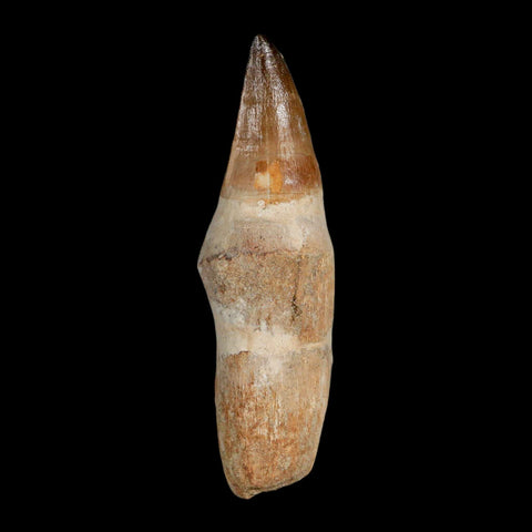 XL 4.2" Mosasaur Prognathodon Fossil Tooth Rooted Cretaceous Dinosaur Era COA - Fossil Age Minerals