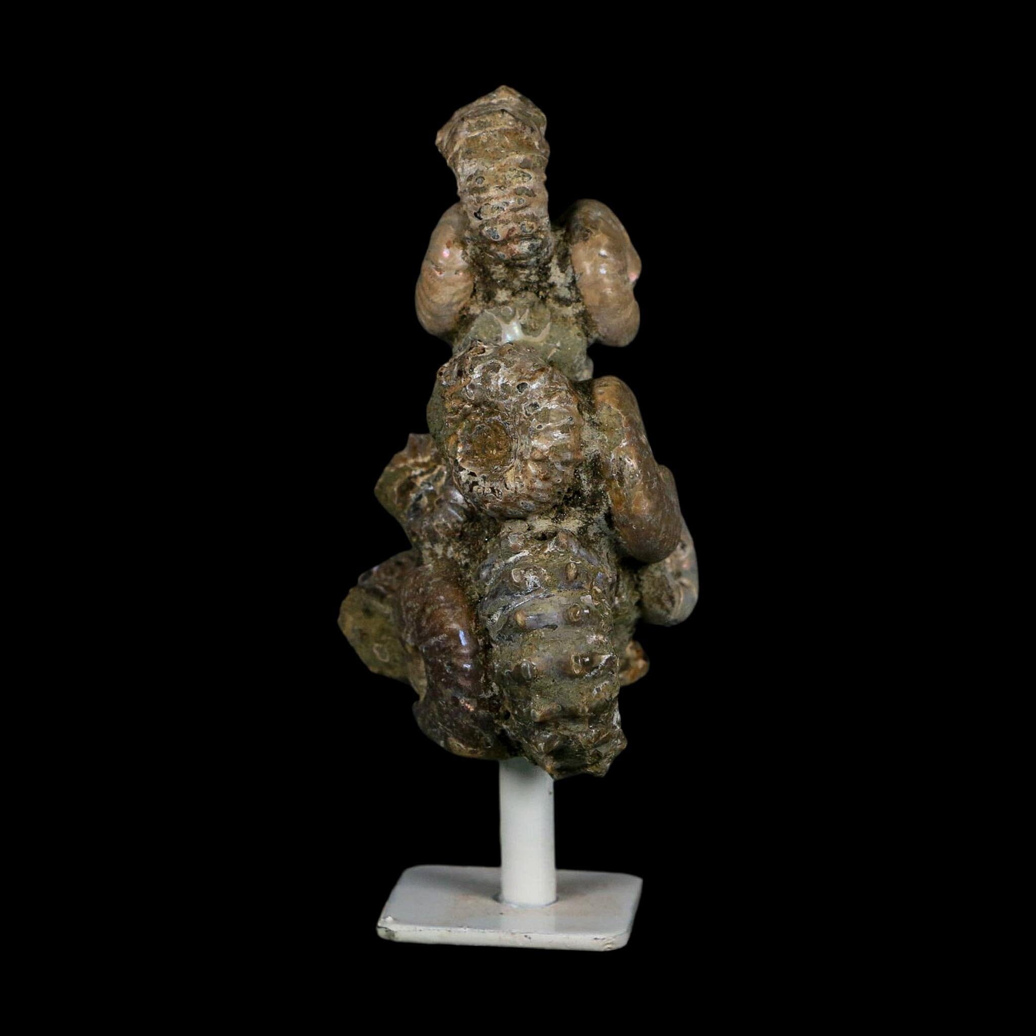 4.1" Douvilleiceras Tractor Ammonite Fossil Cluster on Stand Madagascar Jurassic Age