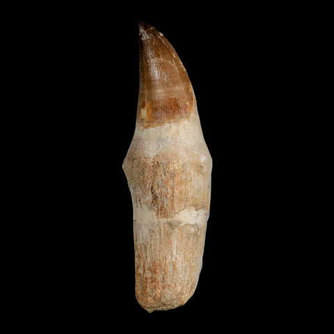 XL 4.2" Mosasaur Prognathodon Fossil Tooth Rooted Cretaceous Dinosaur Era COA - Fossil Age Minerals