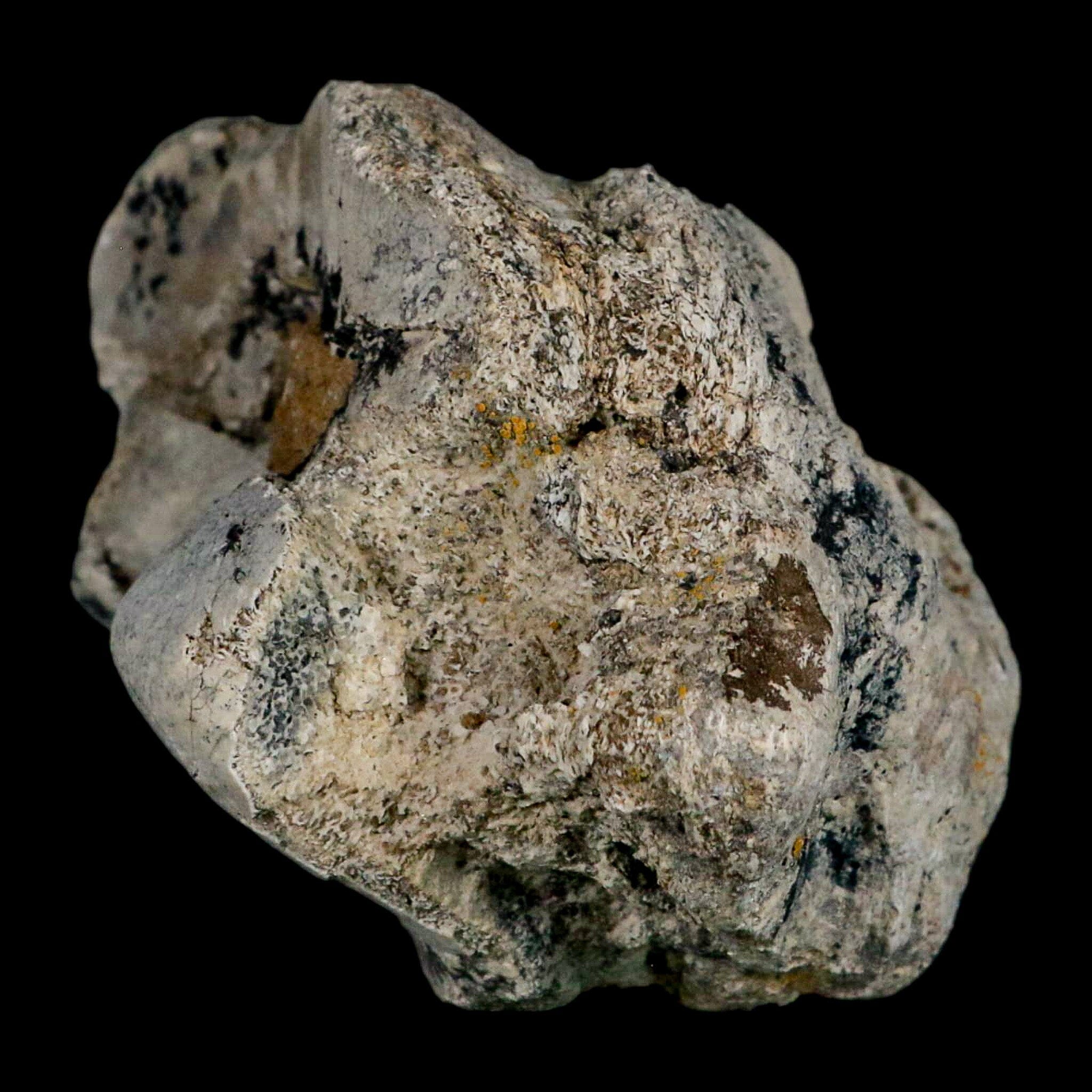 5.2" Brontothere Fossil Knee Bone Eocene Age Badlands S Dakota Titanothere COA - Fossil Age Minerals