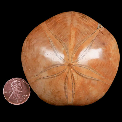 67MM Pygurus Marmonti Sea Urchin Fossil Sand Dollar Jurassic Age Madagascar - Fossil Age Minerals