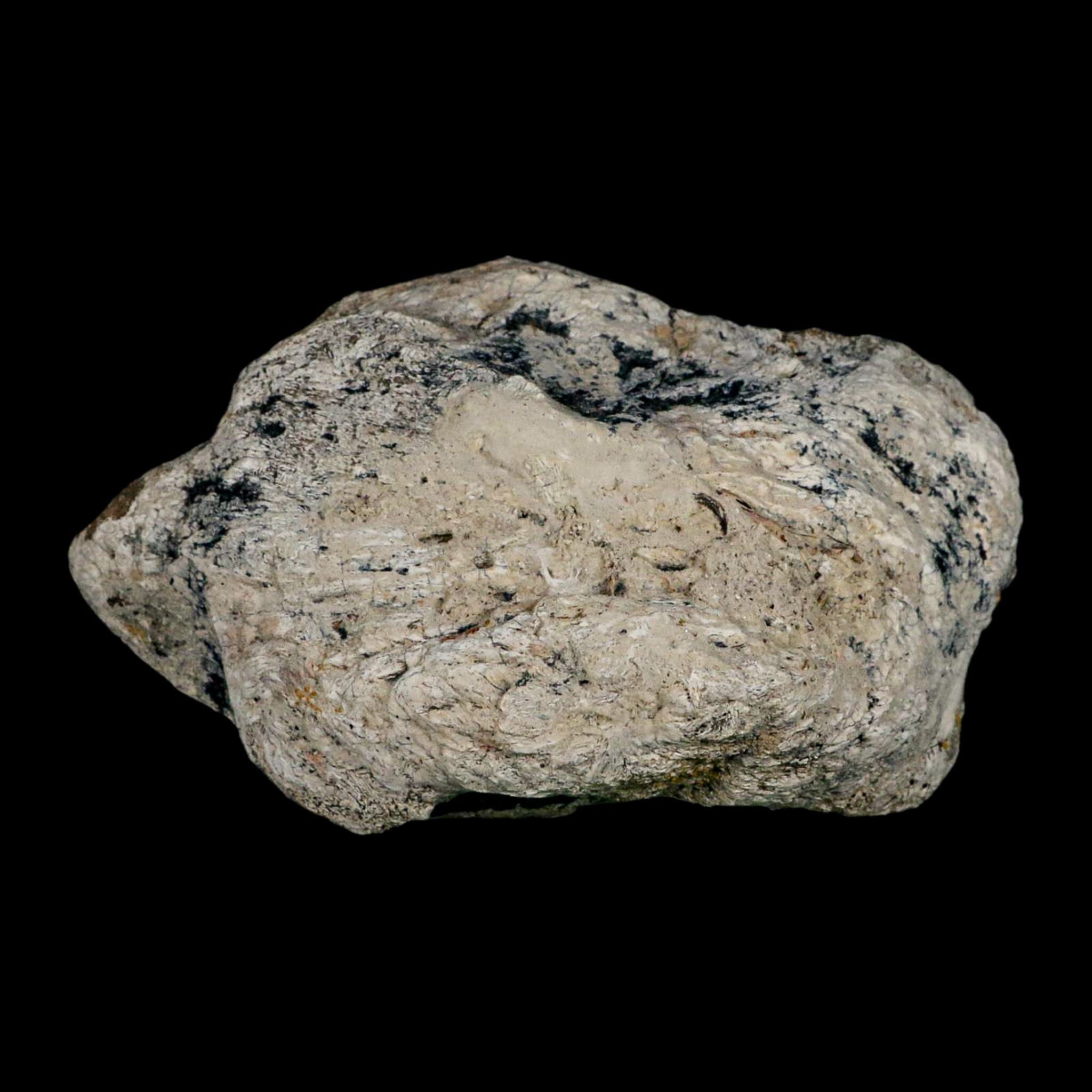 5.2" Brontothere Fossil Knee Bone Eocene Age Badlands S Dakota Titanothere COA - Fossil Age Minerals