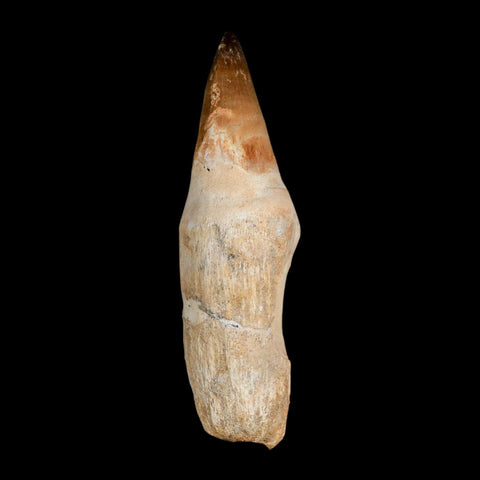 XL 4.2" Mosasaur Prognathodon Fossil Tooth Rooted Cretaceous Dinosaur Era COA - Fossil Age Minerals