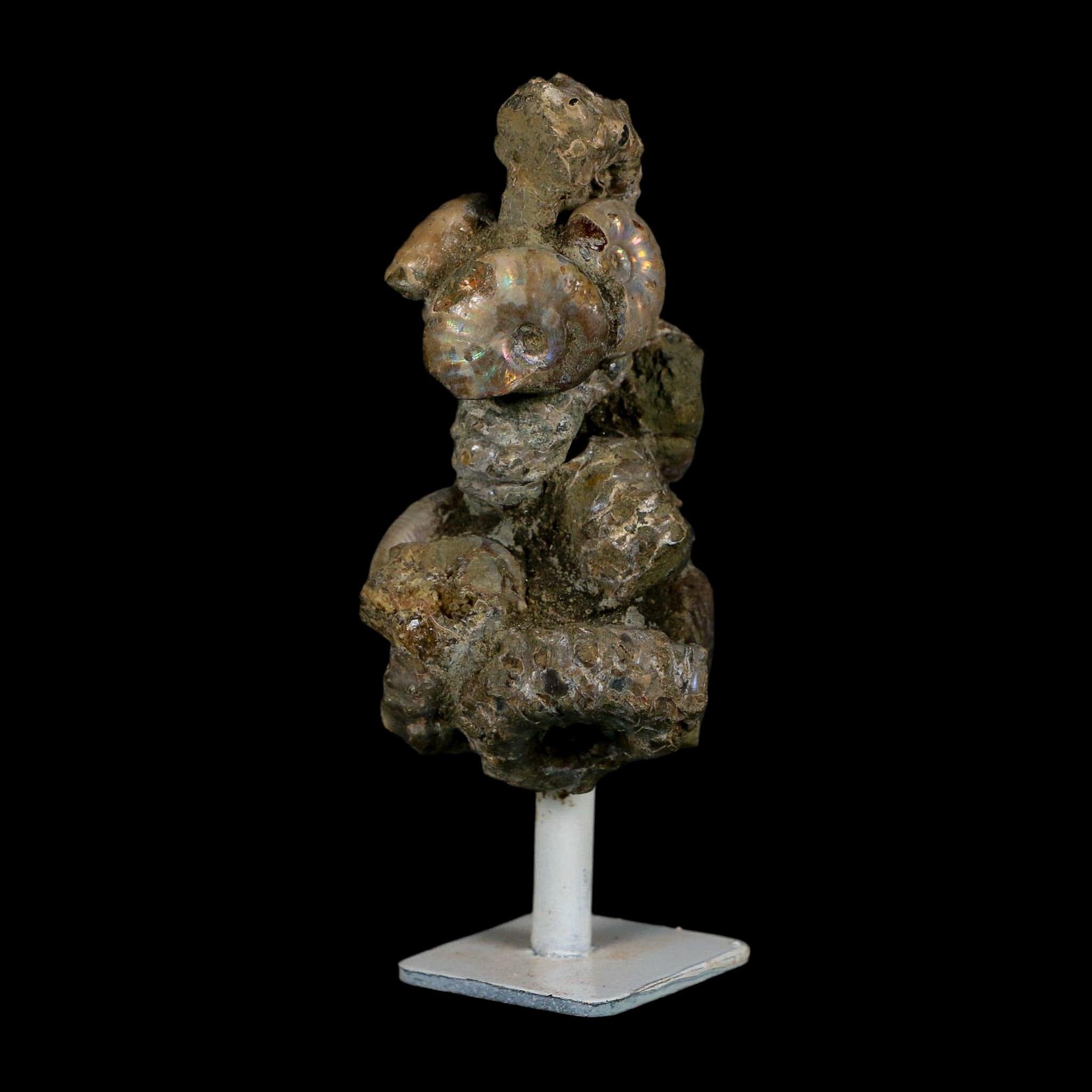 4.1" Douvilleiceras Tractor Ammonite Fossil Cluster on Stand Madagascar Jurassic Age