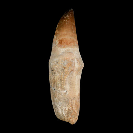 XL 4.2" Mosasaur Prognathodon Fossil Tooth Rooted Cretaceous Dinosaur Era COA