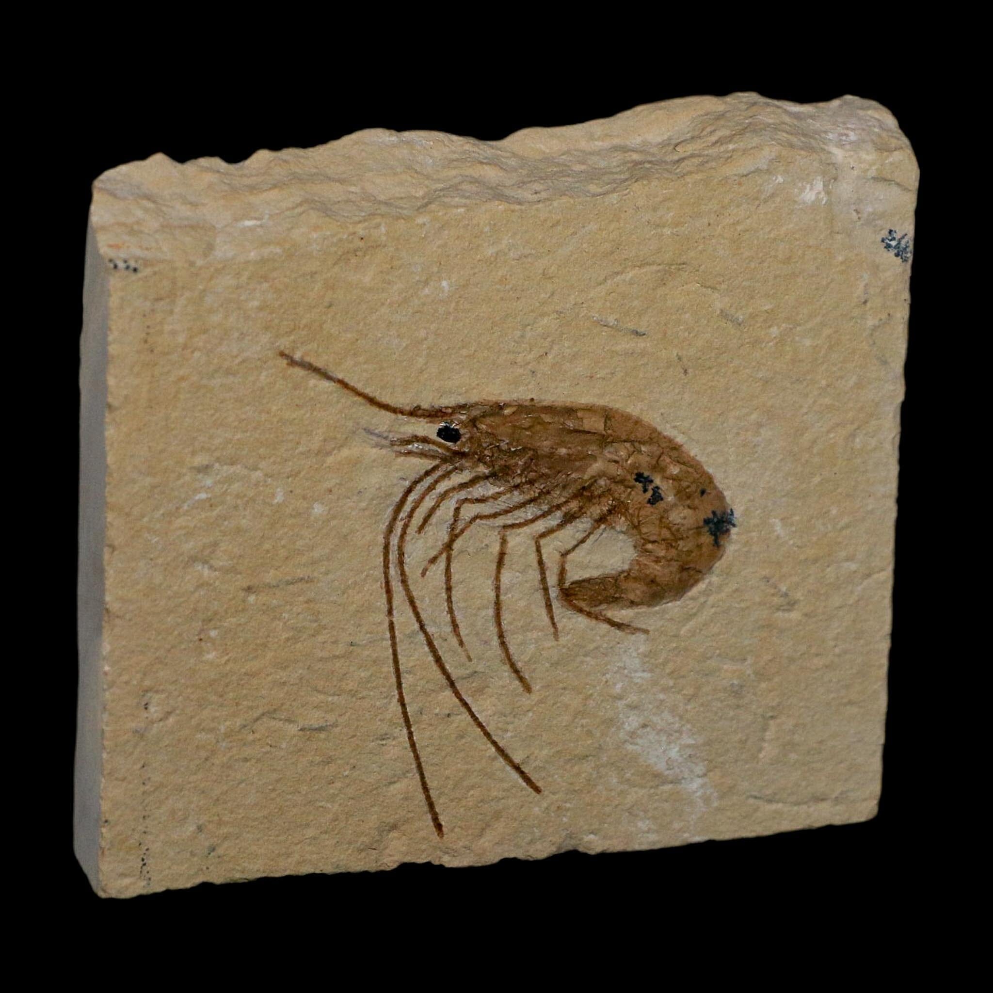 1.7" Fossil Shrimp Carpopenaeus Cretaceous Age 100 Mil Yrs Old Lebanon COA - Fossil Age Minerals
