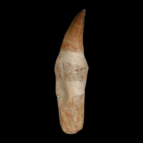 XL 4.2" Mosasaur Prognathodon Fossil Tooth Rooted Cretaceous Dinosaur Era COA - Fossil Age Minerals