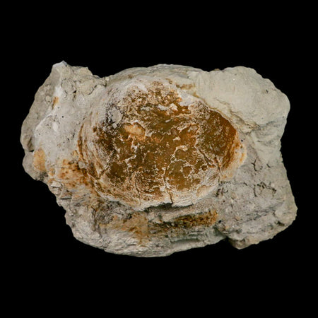 5.9" Brontothere Fossil Vertebrae Bone Eocene Age Badlands S Dakota Titanothere COA