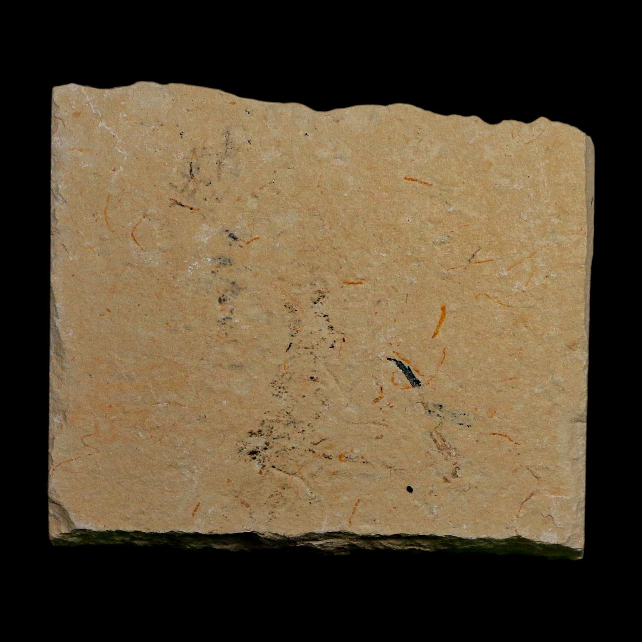 1.7" Fossil Shrimp Carpopenaeus Cretaceous Age 100 Mil Yrs Old Lebanon COA - Fossil Age Minerals