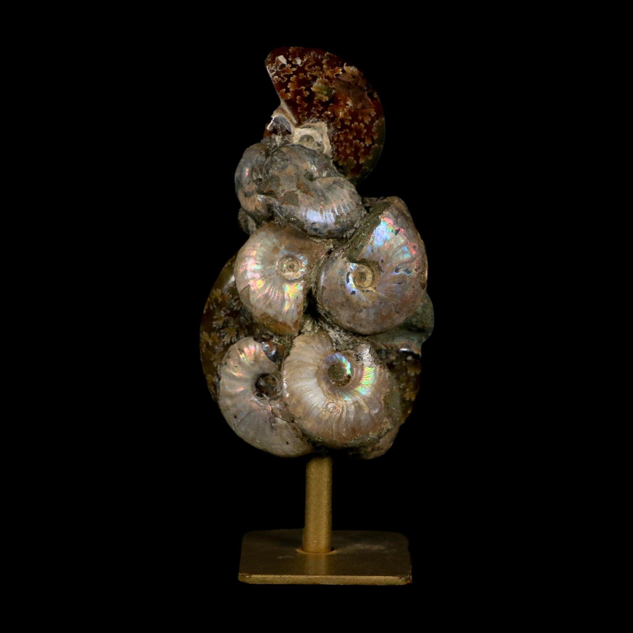 4.5" Cleoniceras Opalized Ammonites Fossil Cluster on Stand Madagascar Jurassic Age