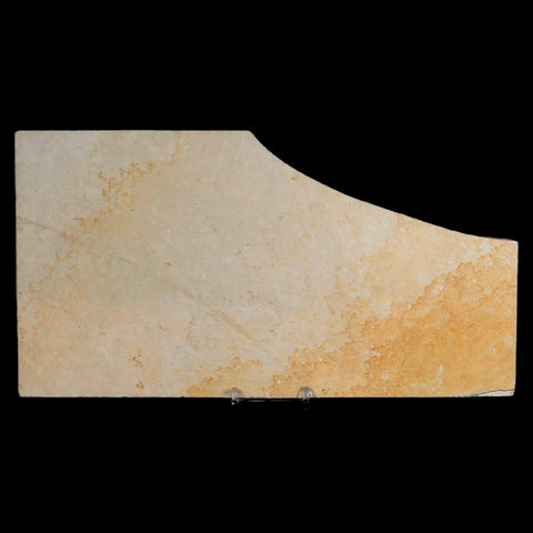 8.8" Plesioteuthis Prisca Fossil Squid Upper Jurassic Age Solnhofen FM Germany - Fossil Age Minerals