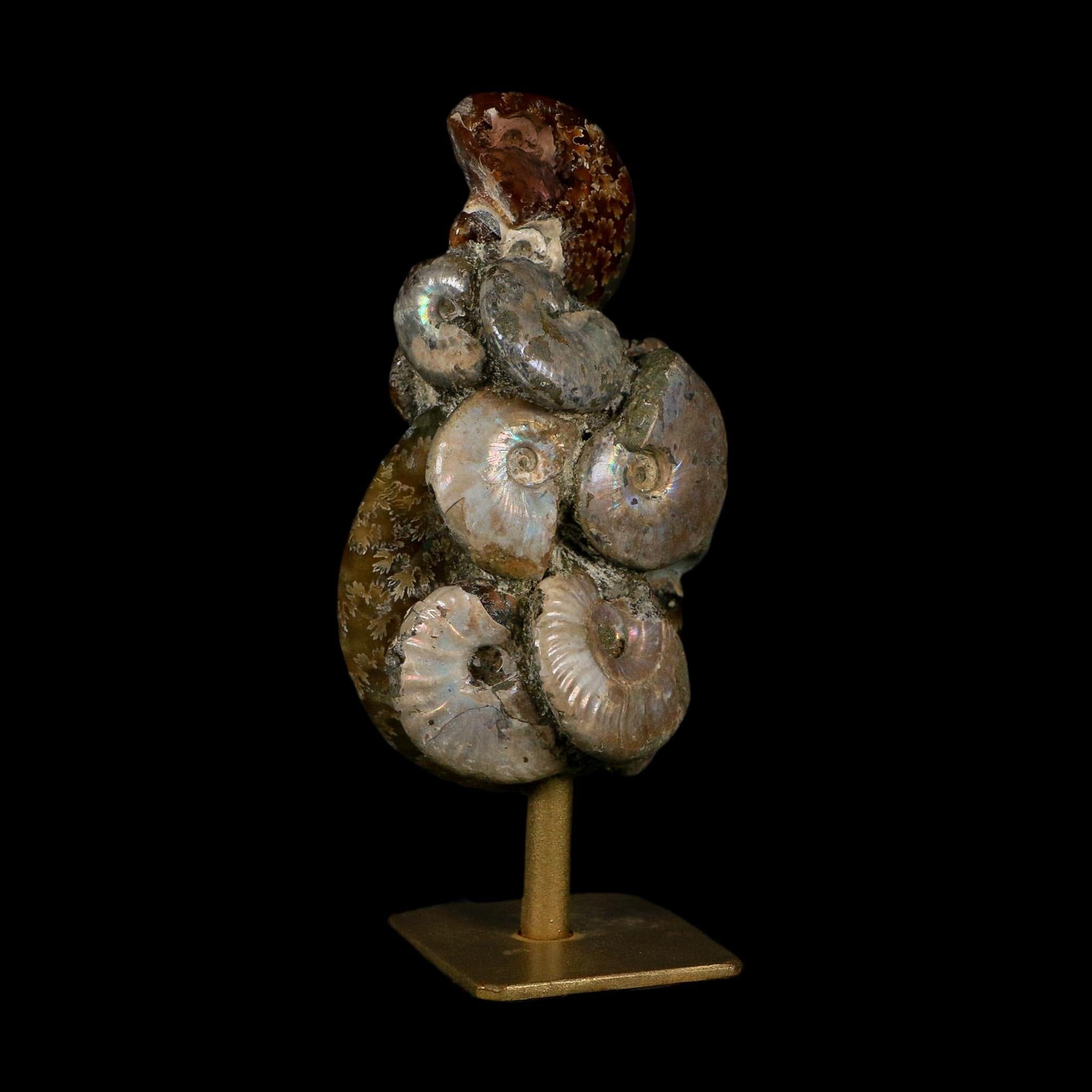 4.5" Cleoniceras Opalized Ammonites Fossil Cluster on Stand Madagascar Jurassic Age