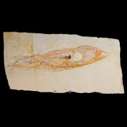 11" Plesioteuthis Prisca Fossil Squid Upper Jurassic Age Solnhofen FM Germany