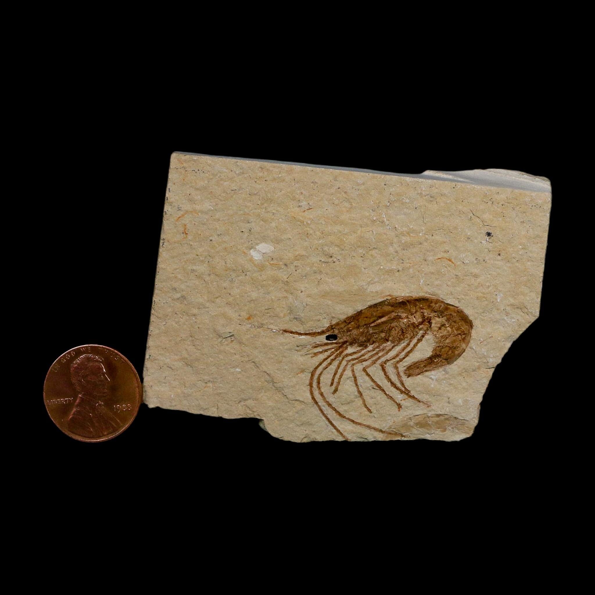 1.4" Fossil Shrimp Carpopenaeus Cretaceous Age 100 Mil Yrs Old Lebanon COA - Fossil Age Minerals