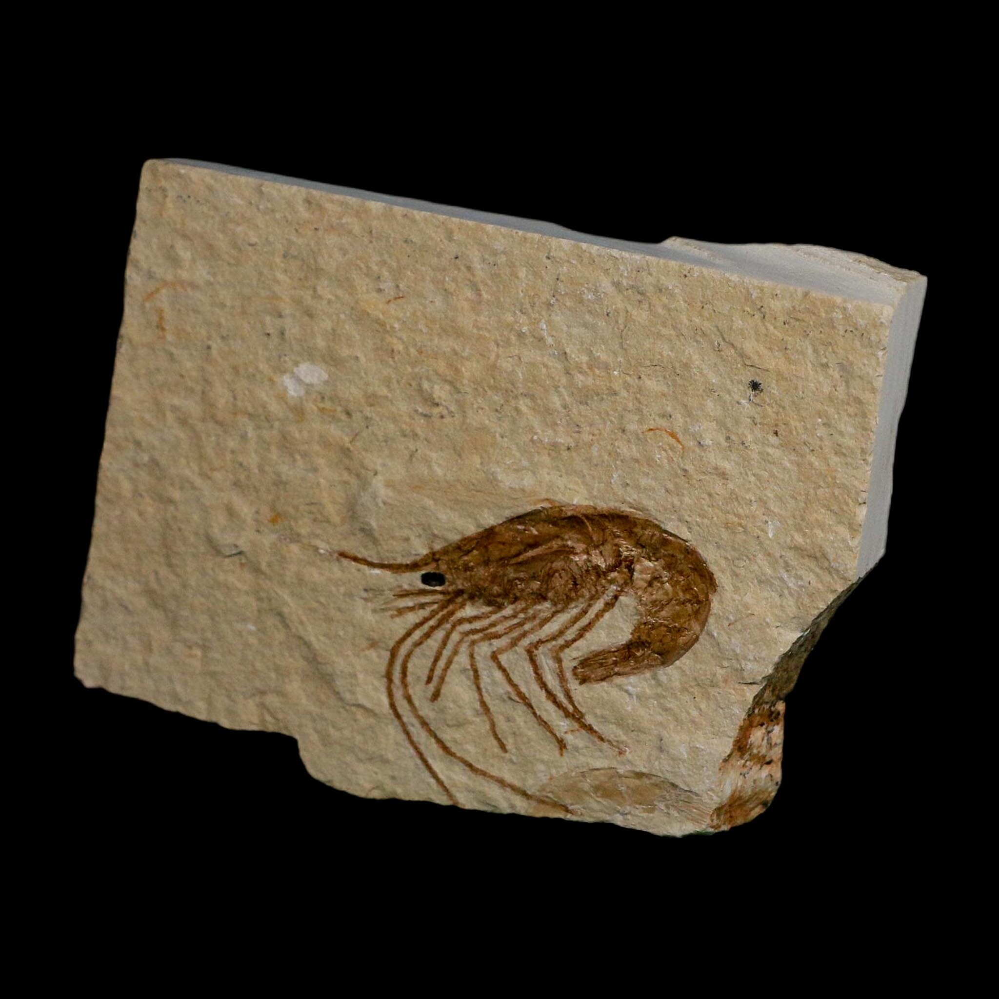 1.4" Fossil Shrimp Carpopenaeus Cretaceous Age 100 Mil Yrs Old Lebanon COA - Fossil Age Minerals