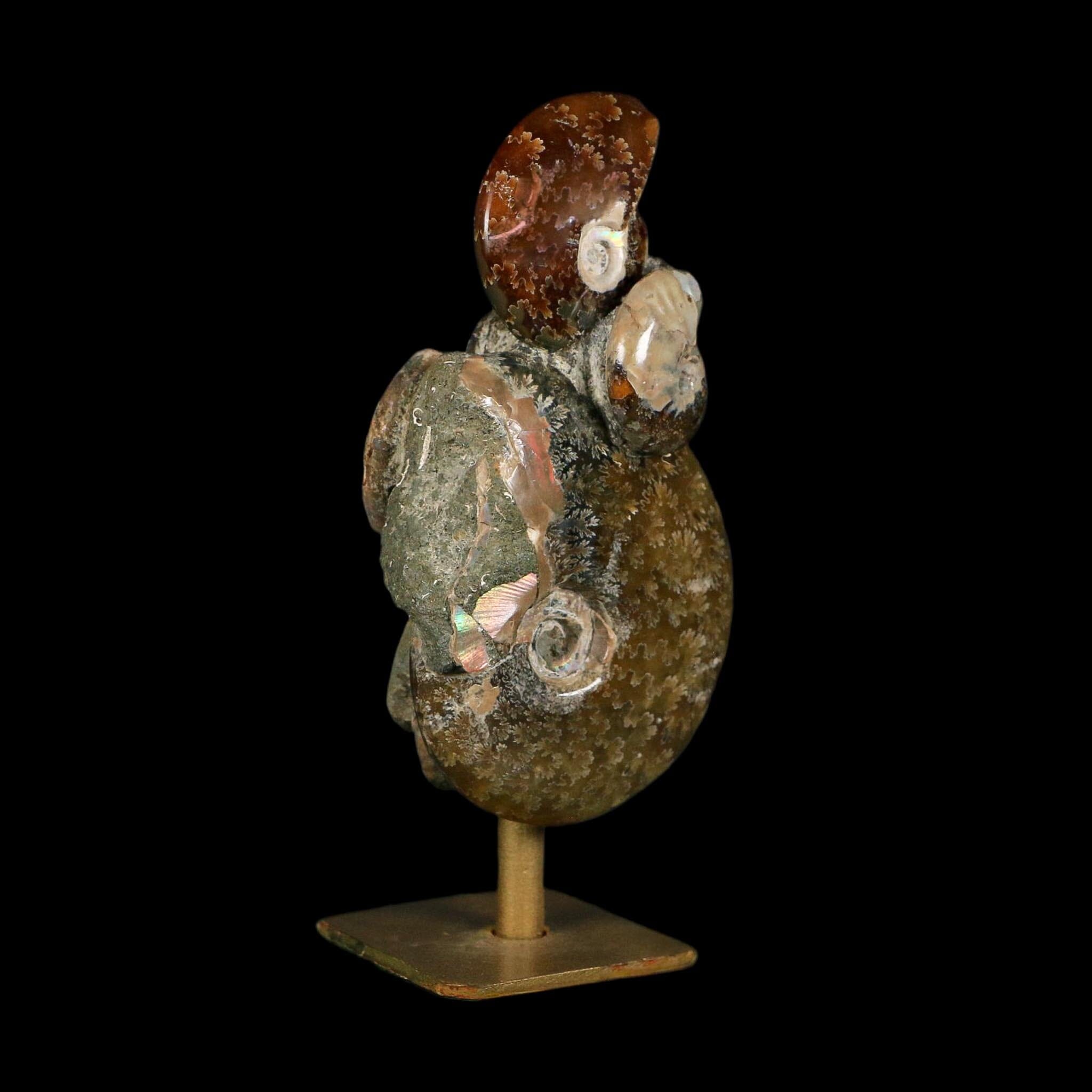4.5" Cleoniceras Opalized Ammonites Fossil Cluster on Stand Madagascar Jurassic Age