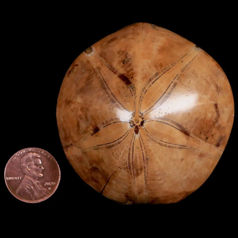 60MM Pygurus Marmonti Sea Urchin Fossil Sand Dollar Jurassic Age Madagascar - Fossil Age Minerals