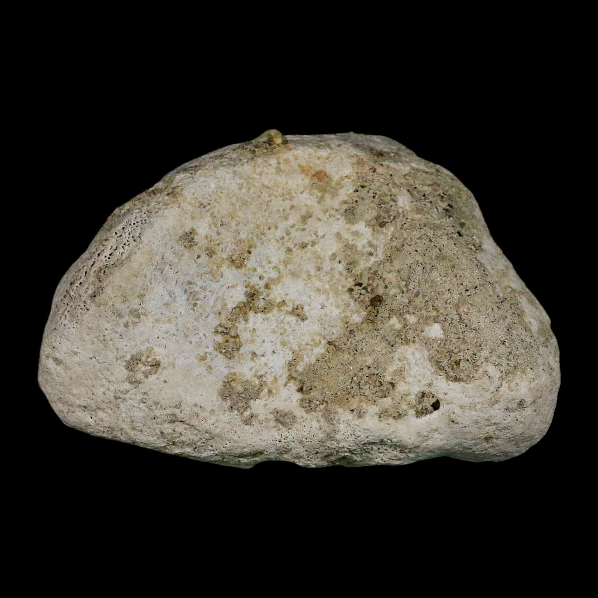 3.9" Brontothere Fossil Knee Bone Eocene Age Badlands S Dakota Titanothere COA - Fossil Age Minerals