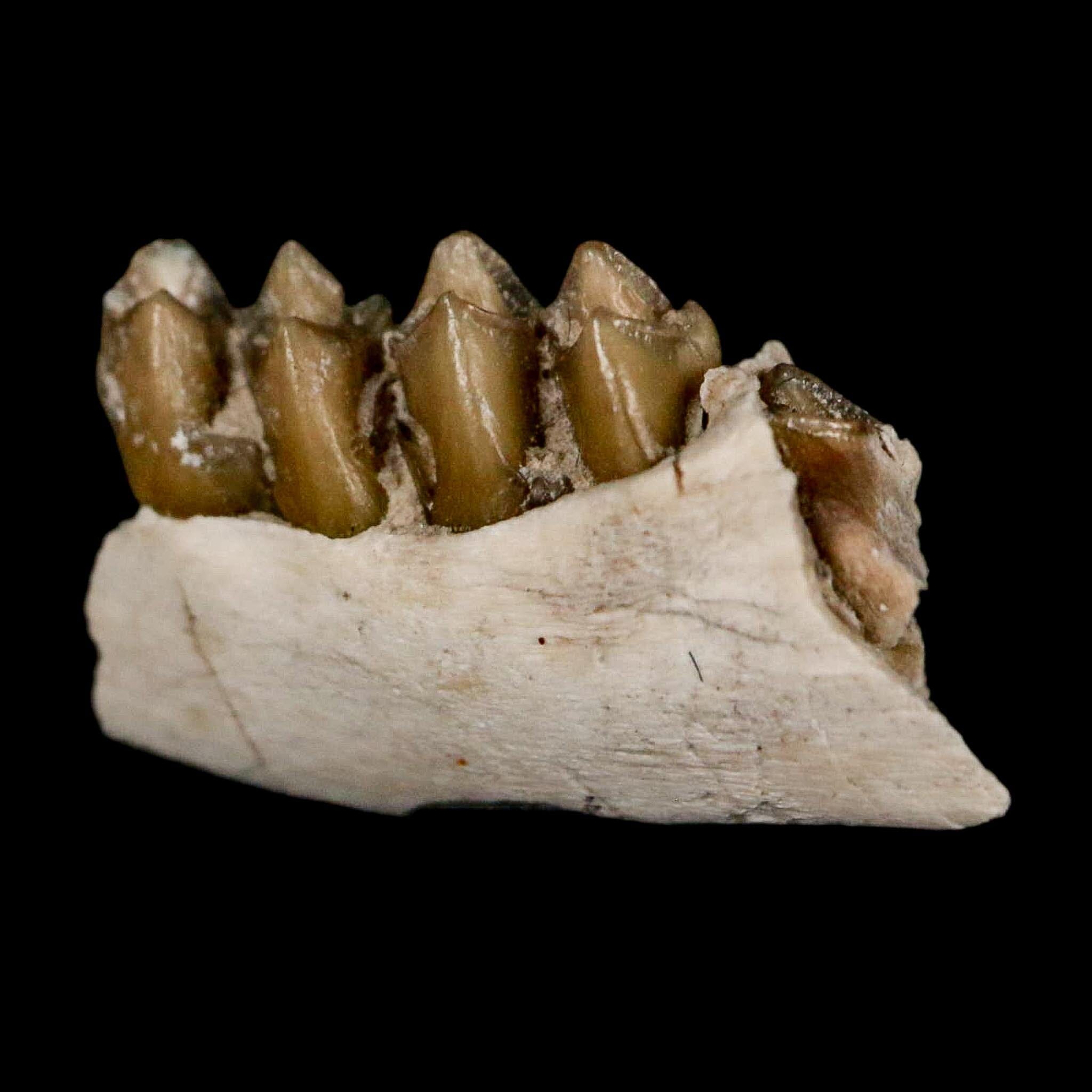 0.7" Leptomeryx Evansi Oligocene Age Fossil Deer Jaw Teeth Wyoming Display COA - Fossil Age Minerals