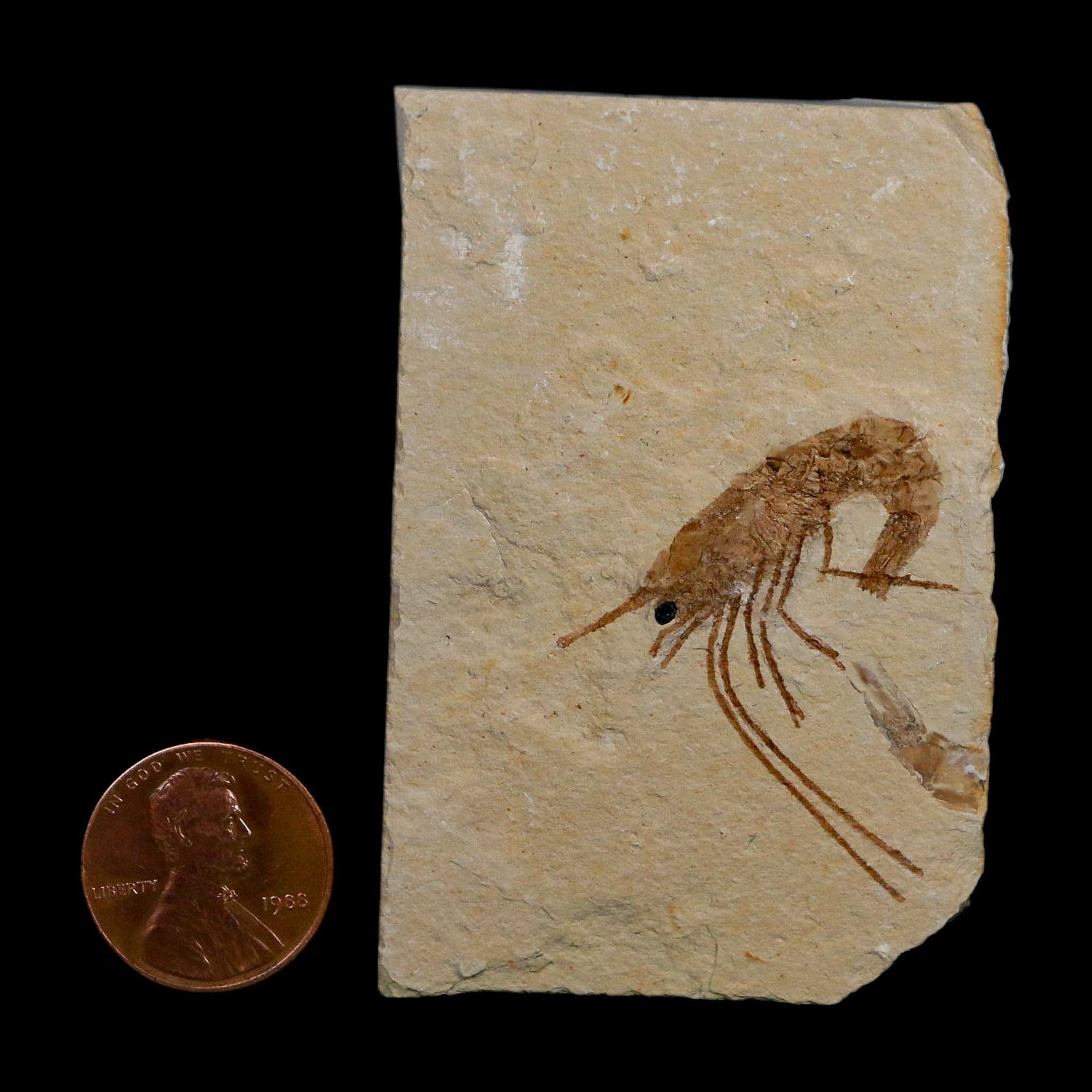 1.4" Fossil Shrimp Carpopenaeus Cretaceous Age 100 Mil Yrs Old Lebanon COA - Fossil Age Minerals