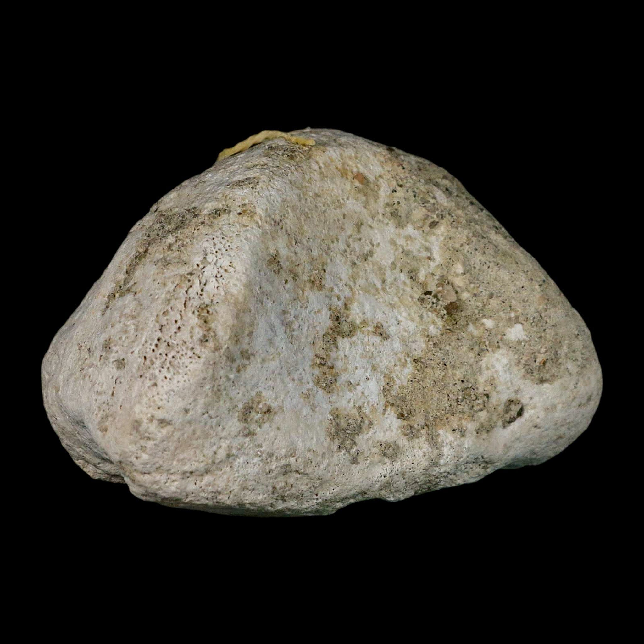 3.9" Brontothere Fossil Knee Bone Eocene Age Badlands S Dakota Titanothere COA - Fossil Age Minerals