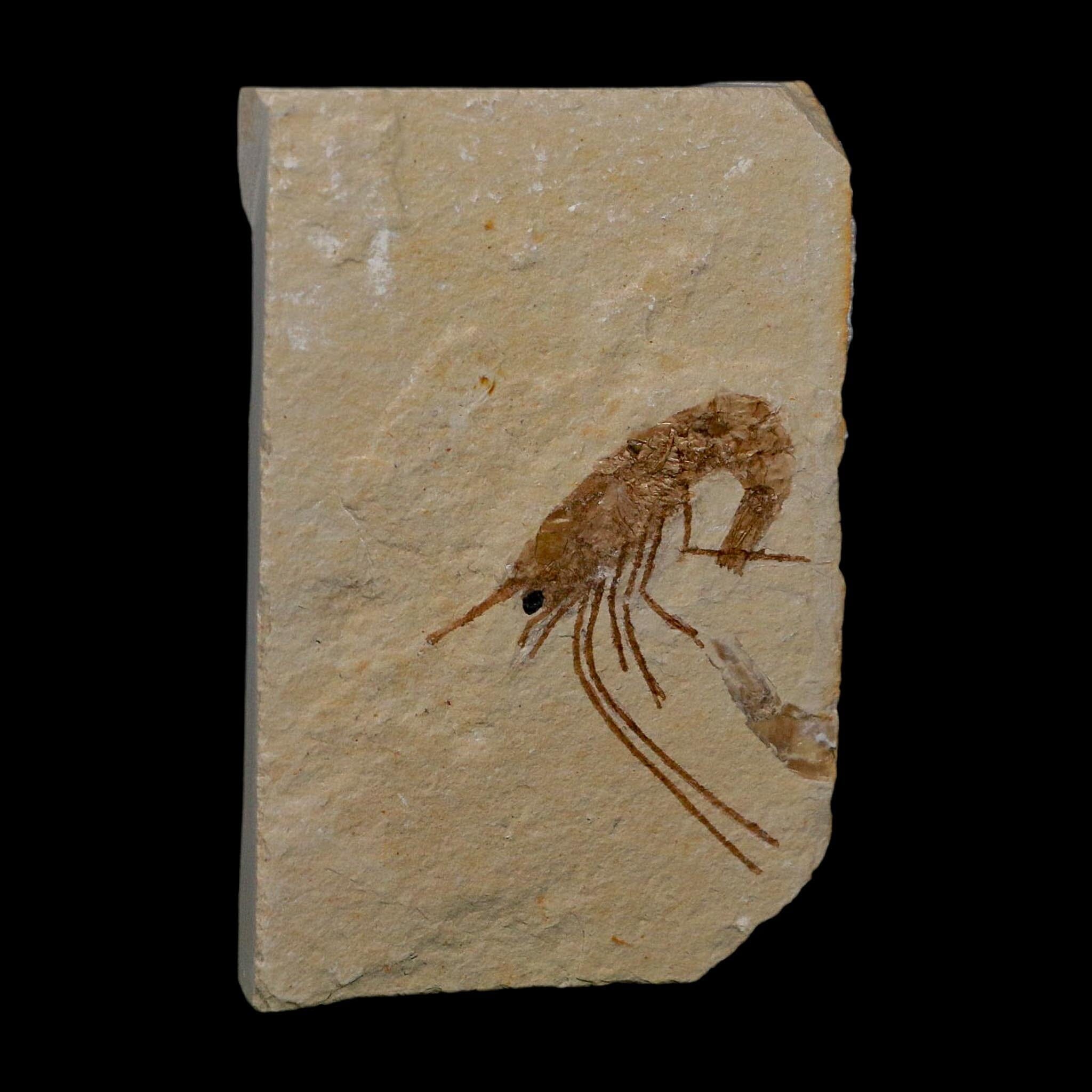 1.4" Fossil Shrimp Carpopenaeus Cretaceous Age 100 Mil Yrs Old Lebanon COA - Fossil Age Minerals