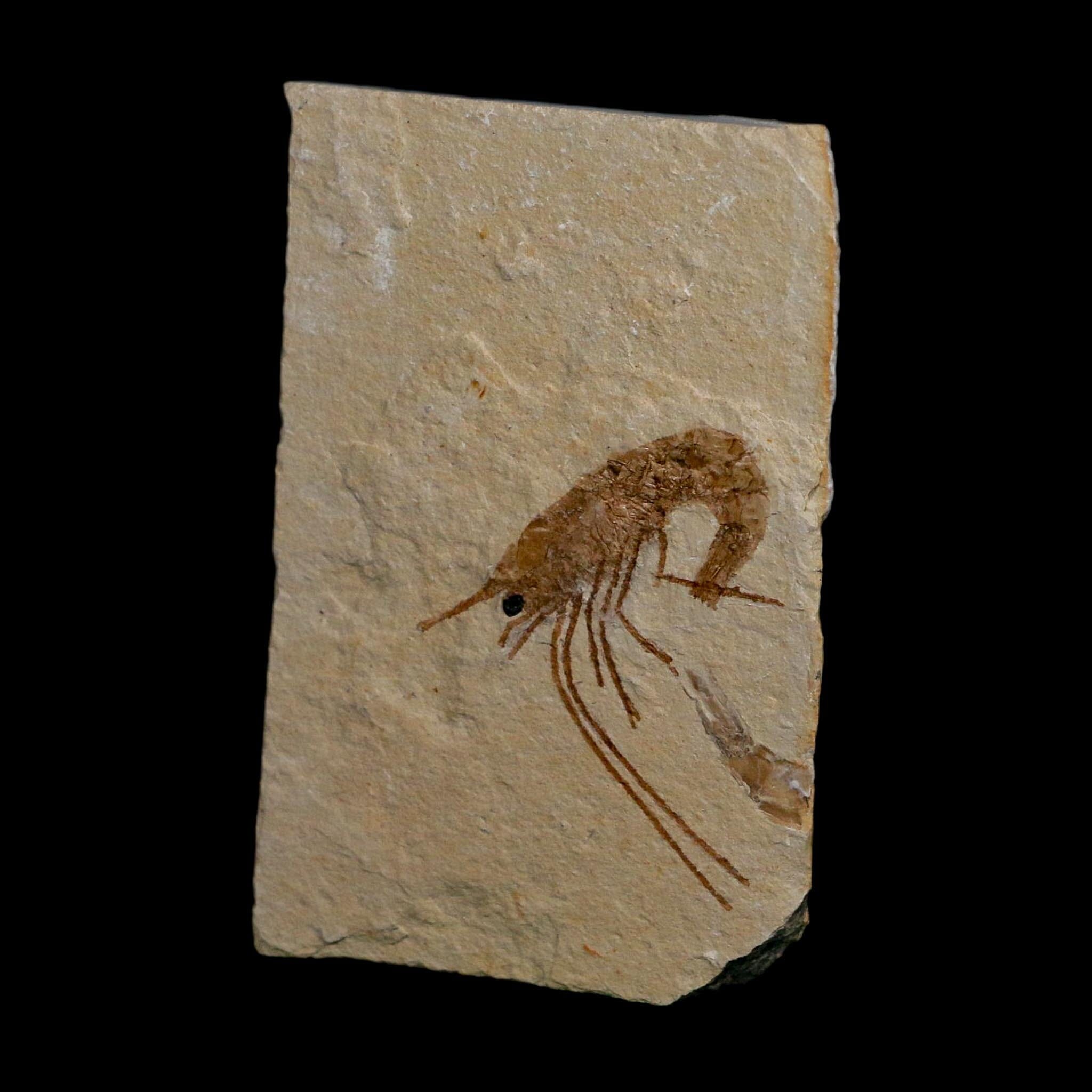 1.4" Fossil Shrimp Carpopenaeus Cretaceous Age 100 Mil Yrs Old Lebanon COA - Fossil Age Minerals
