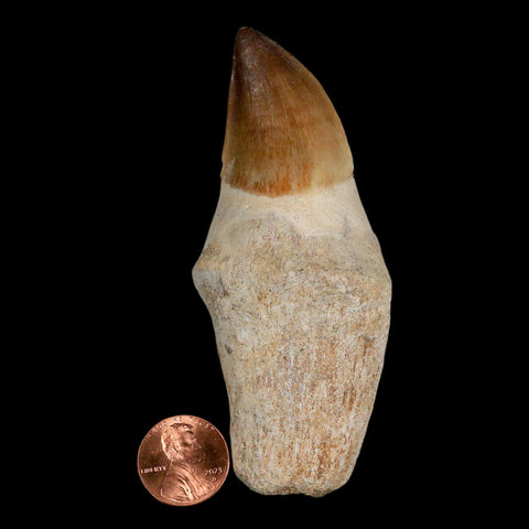 XL 3.8" Mosasaur Prognathodon Fossil Tooth Rooted Cretaceous Dinosaur Era COA - Fossil Age Minerals