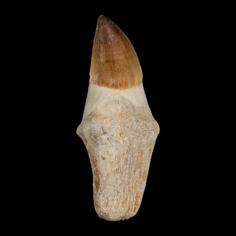 XL 3.8" Mosasaur Prognathodon Fossil Tooth Rooted Cretaceous Dinosaur Era COA - Fossil Age Minerals