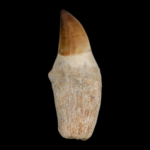 XL 3.8" Mosasaur Prognathodon Fossil Tooth Rooted Cretaceous Dinosaur Era COA - Fossil Age Minerals