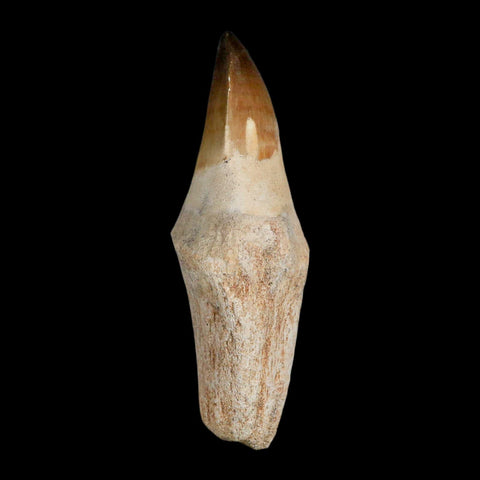 XL 3.8" Mosasaur Prognathodon Fossil Tooth Rooted Cretaceous Dinosaur Era COA - Fossil Age Minerals