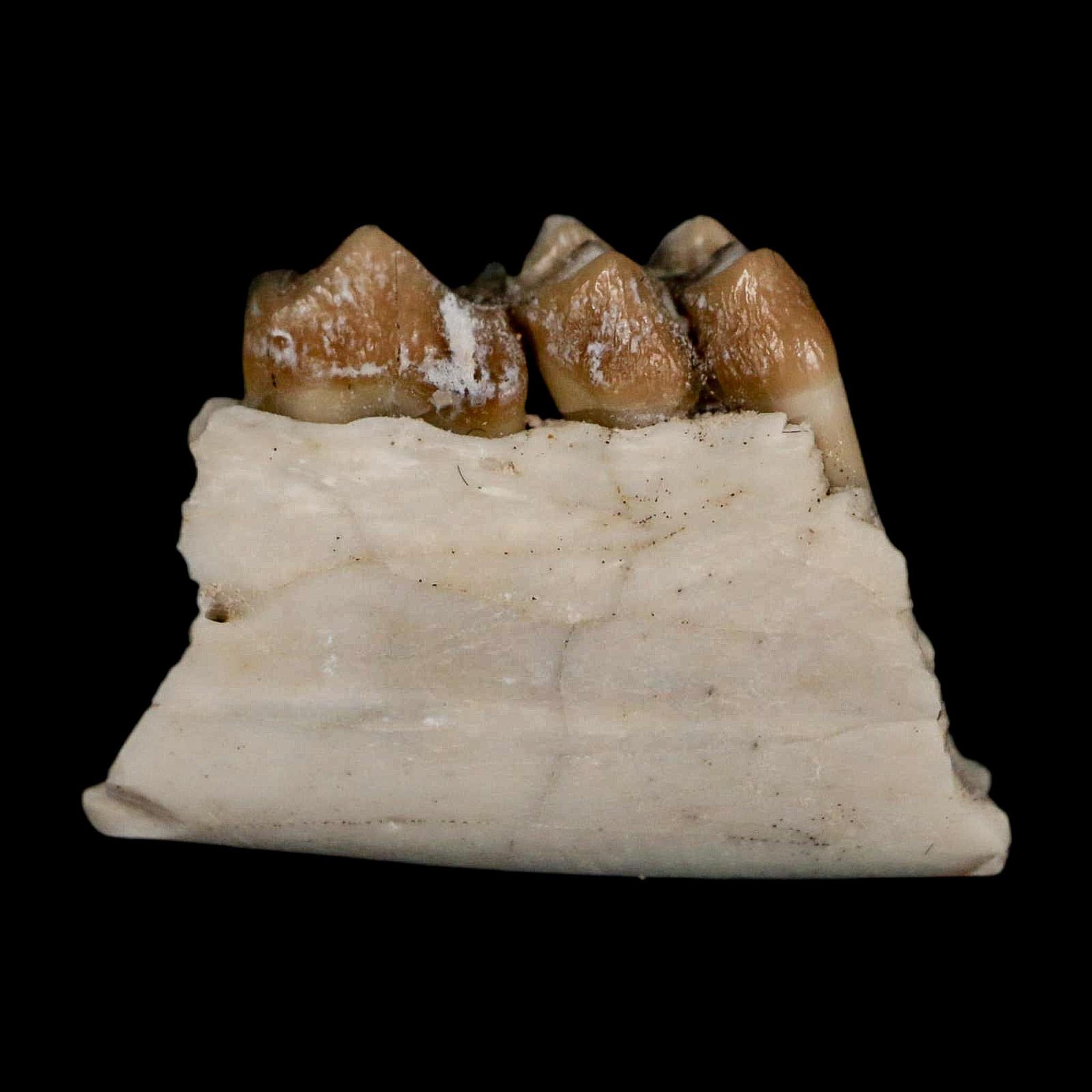0.7" Leptomeryx Evansi Oligocene Age Fossil Deer Jaw Teeth Wyoming Display COA - Fossil Age Minerals