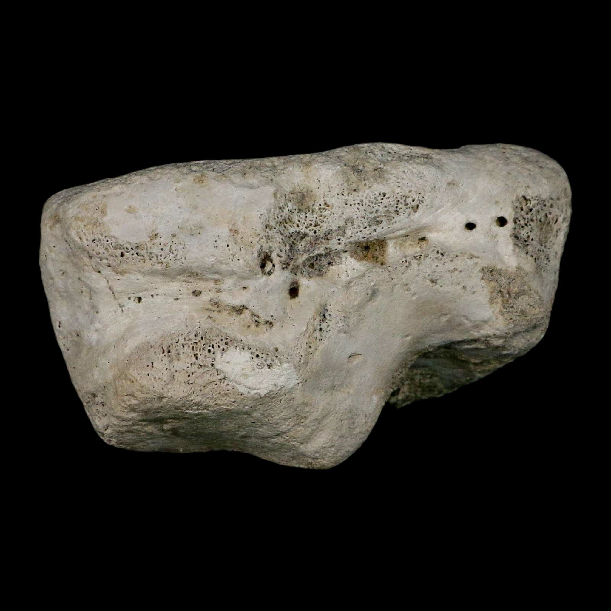 3.9" Brontothere Fossil Knee Bone Eocene Age Badlands S Dakota Titanothere COA - Fossil Age Minerals