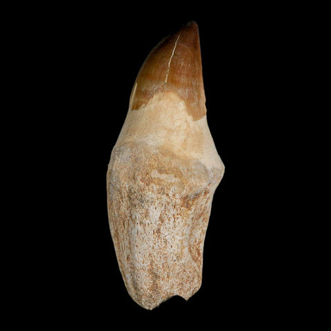 XL 3.8" Mosasaur Prognathodon Fossil Tooth Rooted Cretaceous Dinosaur Era COA - Fossil Age Minerals