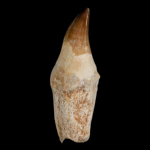 XL 3.8" Mosasaur Prognathodon Fossil Tooth Rooted Cretaceous Dinosaur Era COA - Fossil Age Minerals
