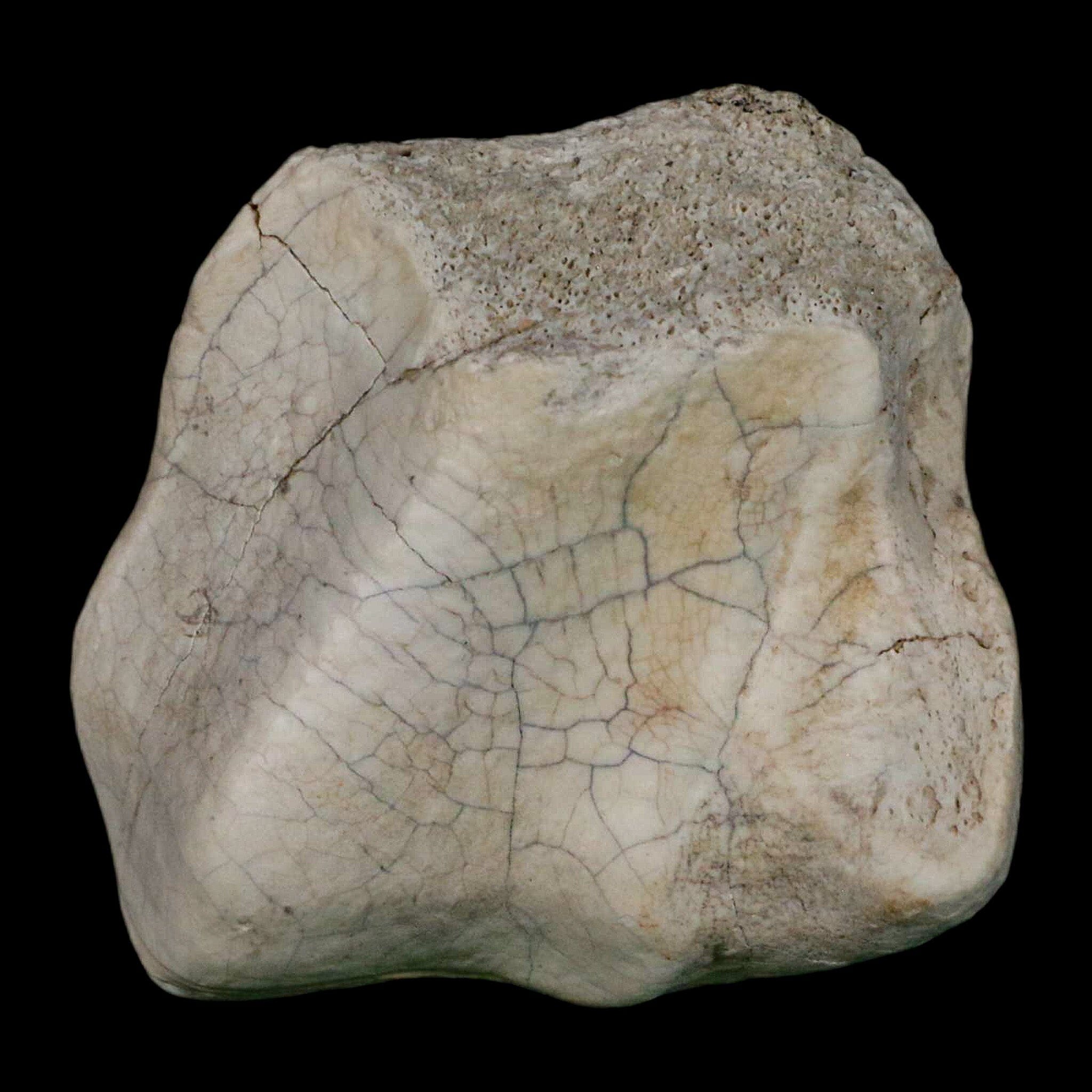 2.4" Brontothere Fossil Ankle Bone Eocene Age Badlands S Dakota Titanothere COA - Fossil Age Minerals