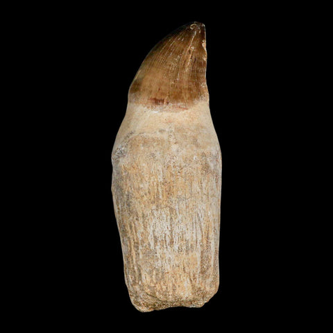 XL 4.1" Mosasaur Prognathodon Fossil Tooth Rooted Cretaceous Dinosaur Era COA - Fossil Age Minerals