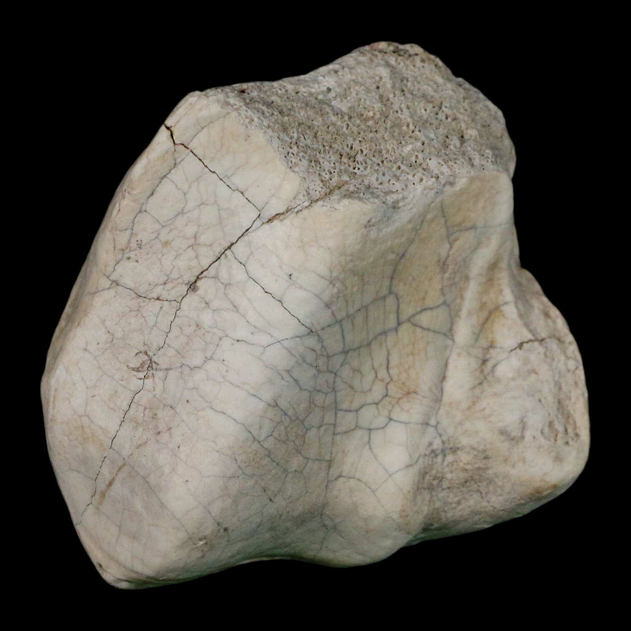2.4" Brontothere Fossil Ankle Bone Eocene Age Badlands S Dakota Titanothere COA - Fossil Age Minerals