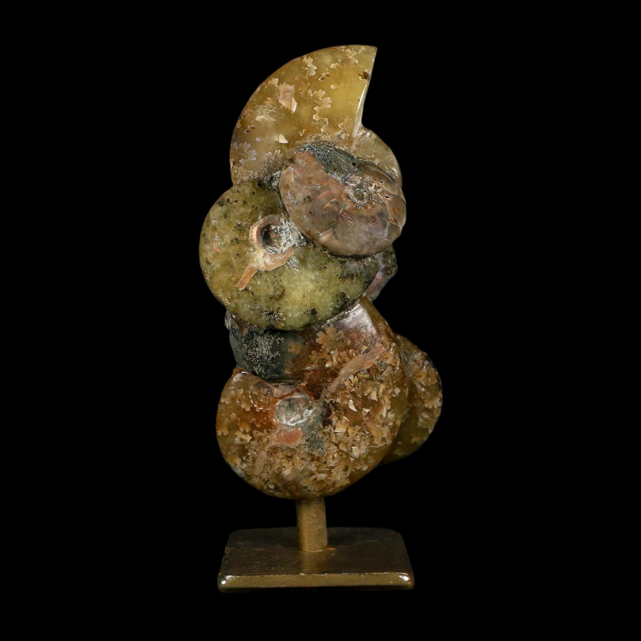 4.4" Cleoniceras Ammonite Fossil Cluster on Stand Madagascar Jurassic Age - Fossil Age Minerals