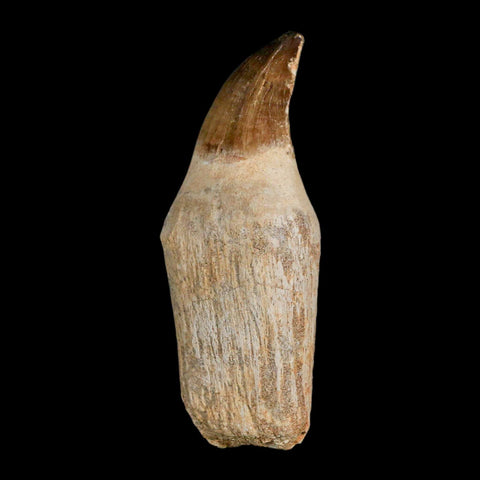 XL 4.1" Mosasaur Prognathodon Fossil Tooth Rooted Cretaceous Dinosaur Era COA - Fossil Age Minerals