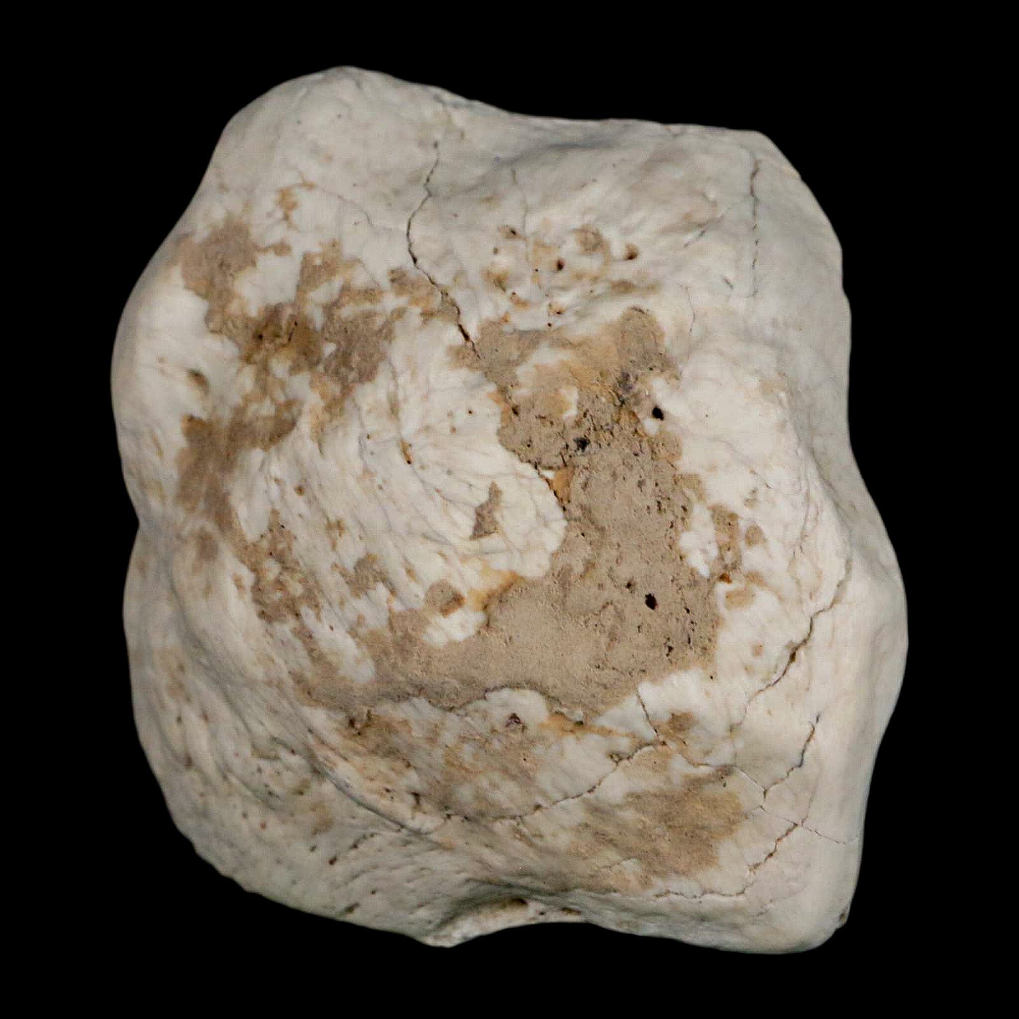 2.4" Brontothere Fossil Ankle Bone Eocene Age Badlands S Dakota Titanothere COA - Fossil Age Minerals